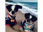 Adopt RORY & RODERICK a White - with Black Shih Tzu / Mixed dog in Redington