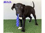 Adopt Mitch a Black - with White Labrador Retriever / Boxer / Mixed dog in San