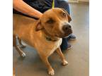 Adopt Pumpkin a Red/Golden/Orange/Chestnut - with White Boxer / Mixed dog in