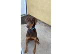 Adopt Oliver a Red/Golden/Orange/Chestnut Doberman Pinscher / Mixed dog in