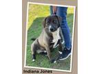 Adopt Indiana Jones a Brown/Chocolate - with White Labrador Retriever / Mixed