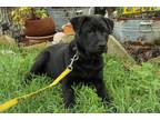 Adopt Ural a Black Chow Chow / Labrador Retriever / Mixed dog in Houston