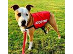 Adopt Elizabeth - (Adoption Sponsored) a Tan/Yellow/Fawn - with White American