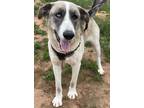 Adopt BEAR a Gray/Blue/Silver/Salt & Pepper Husky / Anatolian Shepherd / Mixed
