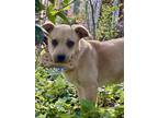 Adopt Frida a Tan/Yellow/Fawn Labrador Retriever / Mixed Breed (Medium) / Mixed