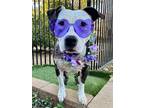 Adopt Merlot a Brindle - with White American Staffordshire Terrier / American