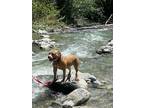 Adopt Mika a Tan/Yellow/Fawn - with White American Staffordshire Terrier /