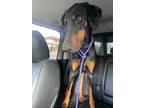Adopt Bino a Black - with Tan, Yellow or Fawn Doberman Pinscher / Mixed dog in