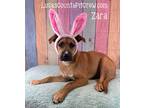 Adopt Zara a Tan/Yellow/Fawn - with White Labrador Retriever / American Pit Bull