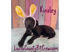 Adopt Kinsley a Black - with White American Staffordshire Terrier / American Pit