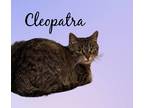 Adopt Cleopatra a Domestic Shorthair cat in Cortland, NY (41058489)