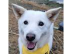 Adopt Avalon a White Jindo / Spitz (Unknown Type, Medium) / Mixed dog in Los