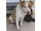 Adopt Kate a Tan/Yellow/Fawn Terrier (Unknown Type, Medium) dog in Forrest City