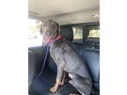 Adopt Lexy a Gray/Blue/Silver/Salt & Pepper Doberman Pinscher / Mixed dog in