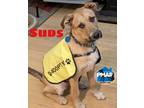 Adopt Suds a Brown/Chocolate - with Black German Shepherd Dog / Mixed dog in