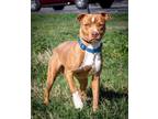 Adopt Red (Hanna’s courtesy) a Red/Golden/Orange/Chestnut - with White Pit