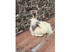 Adopt Coconut a Goat farm-type animal in Lansdale, PA (41078940)