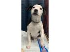 Adopt Patches a White - with Black American Staffordshire Terrier / Mixed dog in