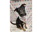 Adopt Garnet a Black Rottweiler / Mixed Breed (Medium) / Mixed (short coat) dog