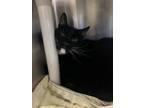 Adopt Frankie a All Black Domestic Shorthair / Mixed Breed (Medium) / Mixed