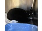 Adopt Angelina a All Black Domestic Shorthair / Mixed Breed (Medium) / Mixed