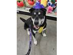 Adopt Dolly a Black - with Tan, Yellow or Fawn Labrador Retriever / Shepherd