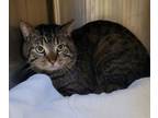 Adopt Ragnar a Brown Tabby Domestic Shorthair / Mixed Breed (Medium) / Mixed