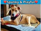 Adopt Oakley a Tan/Yellow/Fawn Labrador Retriever / Mixed Breed (Medium) / Mixed