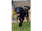 Adopt Dot a Black Labrador Retriever / Bull Terrier / Mixed dog in Phoenix