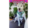 Adopt Alaska a White American Staffordshire Terrier / Mixed Breed (Medium) /