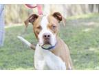 Adopt Jubilee a Red/Golden/Orange/Chestnut Boxer / Mixed dog in Slidell