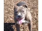 Adopt Whopper a Pit Bull Terrier / Mixed dog in Napa, CA (40915143)