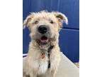 Adopt Wonton - friendly and cuddly! a Tan/Yellow/Fawn Wheaten Terrier / Poodle
