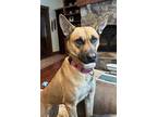 Adopt Maybelle a Tan/Yellow/Fawn Husky / Cattle Dog / Mixed dog in Stagecoach