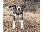 Adopt Sallie a Tricolor (Tan/Brown & Black & White) Beagle / Mixed dog in