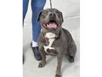 Adopt Chloe a Gray/Silver/Salt & Pepper - with White Staffordshire Bull Terrier