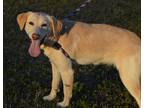 Adopt Tammie a Red/Golden/Orange/Chestnut Golden Retriever / Labrador Retriever