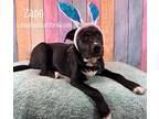 Adopt Zane a Black - with White Labrador Retriever / American Pit Bull Terrier /