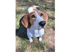 Adopt Tweedledum a Black Foxhound / Mixed Breed (Medium) / Mixed (short coat)