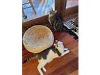 Adopt Winky & Bandit a Gray, Blue or Silver Tabby Tabby (short coat) cat in
