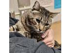Adopt Baby a Brown Tabby Tabby (short coat) cat in Calabasas, CA (41077817)