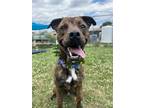 Adopt Mister Meener a Plott Hound / Boxer / Mixed dog in Richmond, VA (41013315)