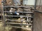 Adopt Lucy a Gray Donkey/Mule/Burro/Hinny horse in Dewey, IL (41077535)