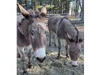 Adopt Ethel a Gray Donkey/Mule/Burro/Hinny horse in Dewey, IL (41077547)