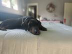 Adopt Tiberius (Beer) a Gray/Blue/Silver/Salt & Pepper Doberman Pinscher / Mixed