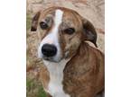 Adopt Theon a Brindle Plott Hound / Mixed dog in New York, NY (41077432)