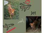 Adopt Jet a Brown/Chocolate - with Tan Dachshund / Mixed dog in E Wenatchee