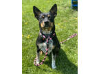 Adopt Daffodil a Black Australian Kelpie / Mixed Breed (Medium) / Mixed (short