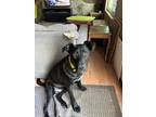 Adopt Fergus a Black - with White Boxer / Springer Spaniel / Mixed dog in