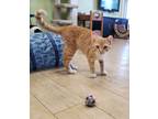 Adopt Cheeto a Orange or Red Tabby Domestic Shorthair (short coat) cat in